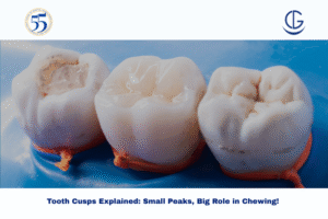 tooth cusps