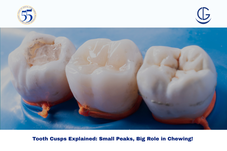 tooth cusps
